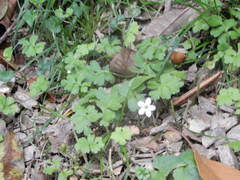 Ellisiophyllum pinnatum