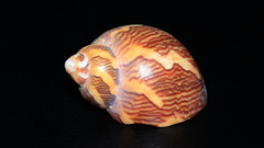 Phasianella ventricosa
