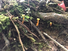Cantharellus minor