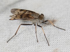 Rhagio punctipennis