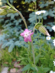 Silene × hampeana