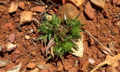 Atractylis cancellata