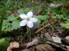 Ellisiophyllum pinnatum