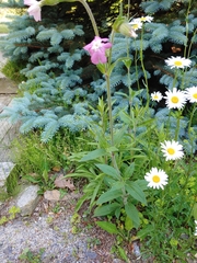 Silene × hampeana