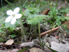 Ellisiophyllum pinnatum