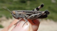 Ramburiella hispanica