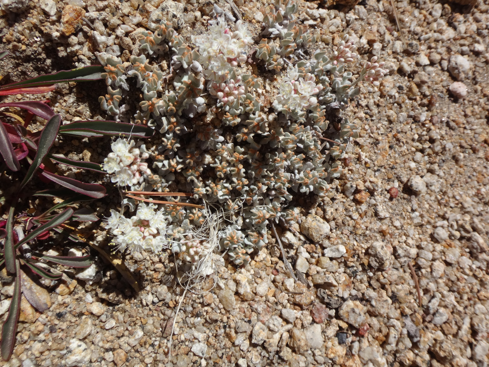 Eriogonum ovalifolium var. eximium