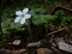 Ellisiophyllum pinnatum