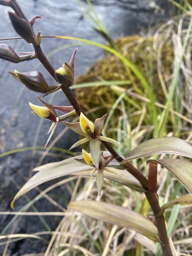 Epidendrum brachystelestachyum Hágsater, E.Santiago & Reina-Rodr.
