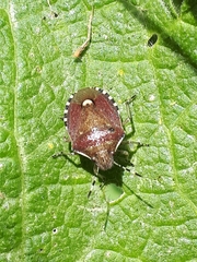 Holcostethus sphacelatus