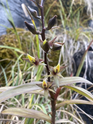 Epidendrum brachystelestachyum Hágsater, E.Santiago & Reina-Rodr. 2