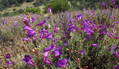Penstemon heterophyllus