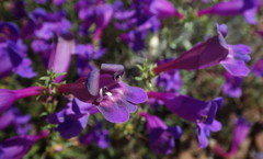 Penstemon heterophyllus