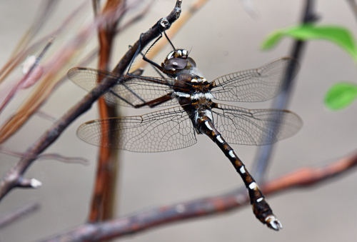 Macromia transversa
