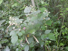 Rubus incanus