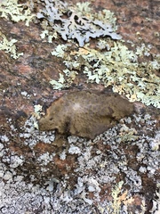 Lasallia pensylvanica