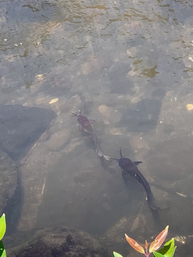 Clarias fuscus, 2024-05-27