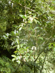 Trachelospermum