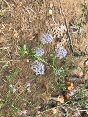 Ceanothus parvifolius