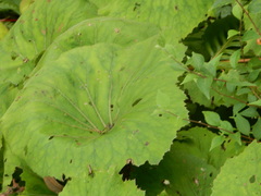 Petasites formosanus