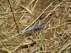 Orthetrum brunneum