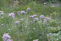 Eucephalus ledophyllus