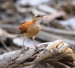 Pale-Legged Hornero photo 1