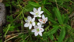Allium subhirsutum