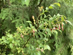 Vaccinium japonicum lasiostemon