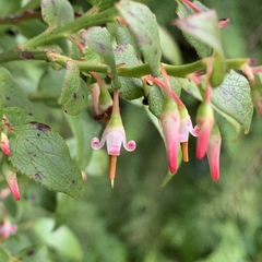 Vaccinium japonicum lasiostemon