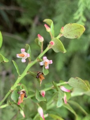 Vaccinium japonicum lasiostemon