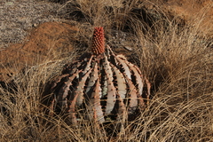 Aloe peglerae