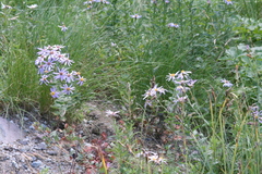 Eucephalus ledophyllus