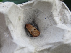 Diarsia mendica