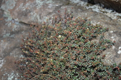 Otiophora calycophylla
