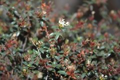 Otiophora calycophylla