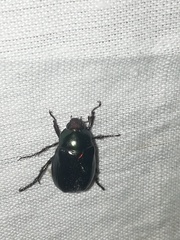 Paranomala cincta