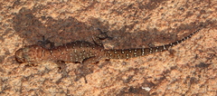 Pachydactylus affinis