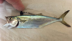 Scomberomorus maculatus