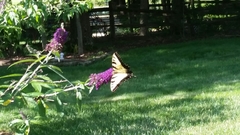 Papilio glaucus