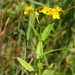 Roundfruit St. John's-Wort - Photo (c) Erin Faulkner, some rights reserved (CC BY-NC), uploaded by Erin Faulkner