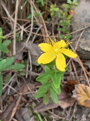 Hypericum nagasawae