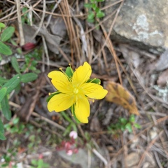 Hypericum nagasawae