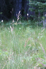Festuca viridula