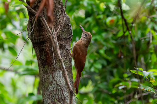 Amazonian Barred-Woodcreeper (Xingu)
