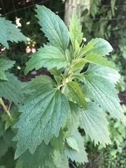 Leonureae