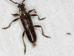 Strongylurus ceresioides