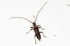 Strongylurus ceresioides