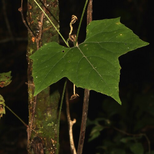 Image of Fivelobe Cucumber (Cayaponia quinqueloba) by (c) Gordon C. Snelling, some rights reserved (CC BY)