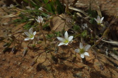 Sabulina nuttallii